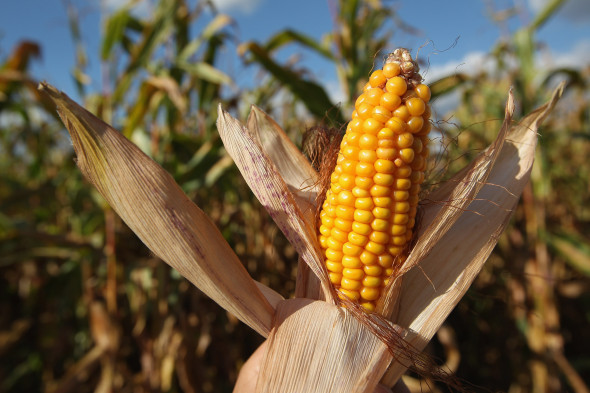 Agricultura recolta porumb GettyImages octombrie 2015