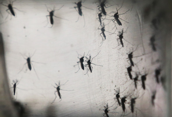 Tantari virusul Zika GettyImages-506972062