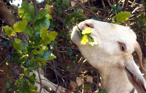 Goats Chew Away Dry Brush