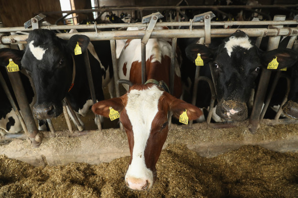 German Dairy Farmers Struggle With Falling Milk Prices