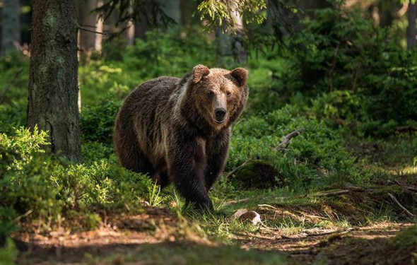 Foto Thomas Hulik WWF