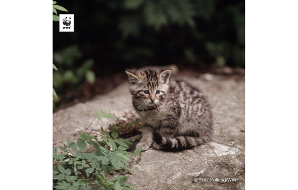 Wild cat (Felis silvestris); Bayerischer Wald National Park, Bavaria, Germany
