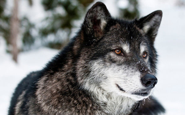 Gray-Wolf-1680x1050 wiki
