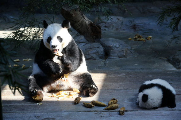 World's Only Alive Panda Triplets Start Living Together With Their Mother