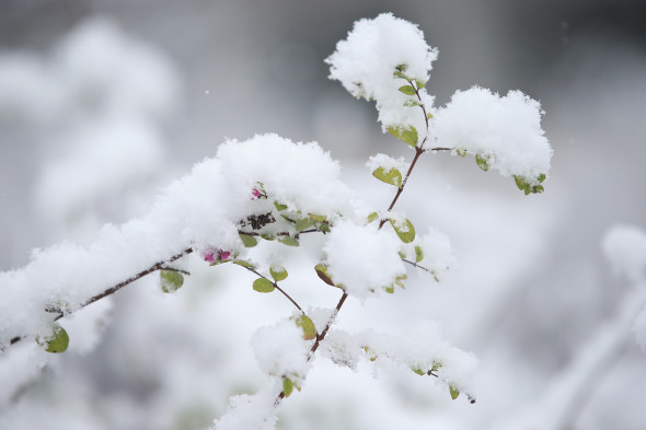 First Season's Snowfall In Berlin