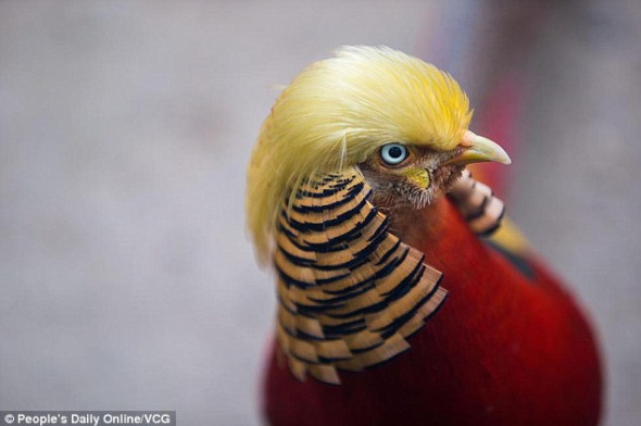 fazan trump