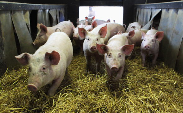 Organic Farms Likely To Benefit From Dioxin Scandal
