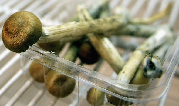Freshly Picked Magic Mushrooms Reclassififed As Class A Drug In UK