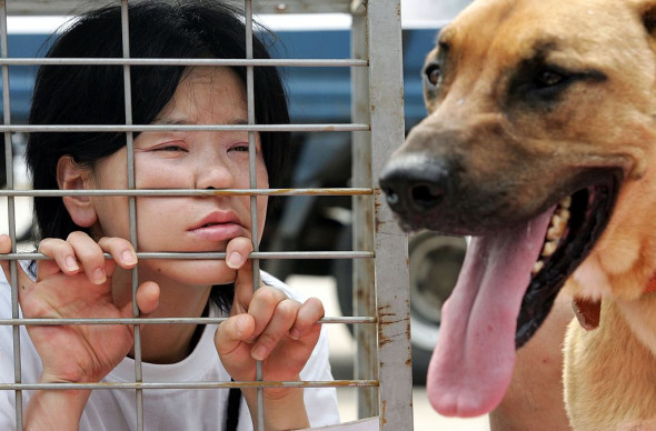 Campaign Opposing The Eating of Dog Meat