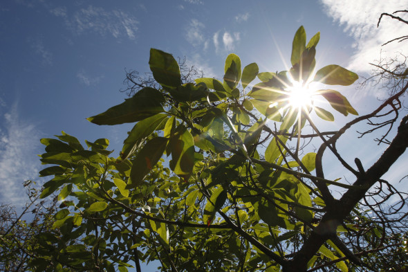 Restaurant Chain Chipotle Warns Climate Change Could Force Guacamole Off Their Menu