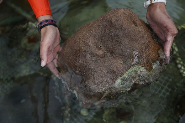 University Of Miami Studies Climate Change Effects On Coral Reef