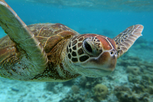 Scenes Of Lady Elliot Barrier Reef Eco Island