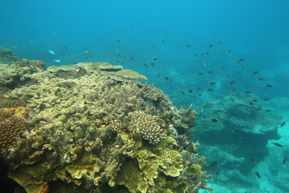 Scenes Of Lady Elliot Barrier Reef Eco Island