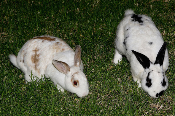 Sydney Harbour Bunnies Face Easter Cull