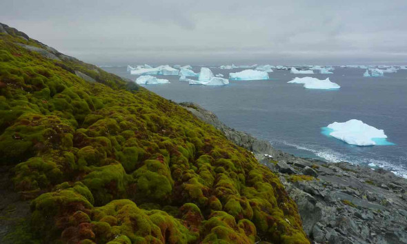 Antarctica