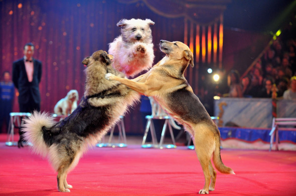 33rd International Circus Festival of Monte Carlo - Day 2