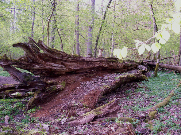1024px-Białowieski_Park_Narodowy_12- wiki