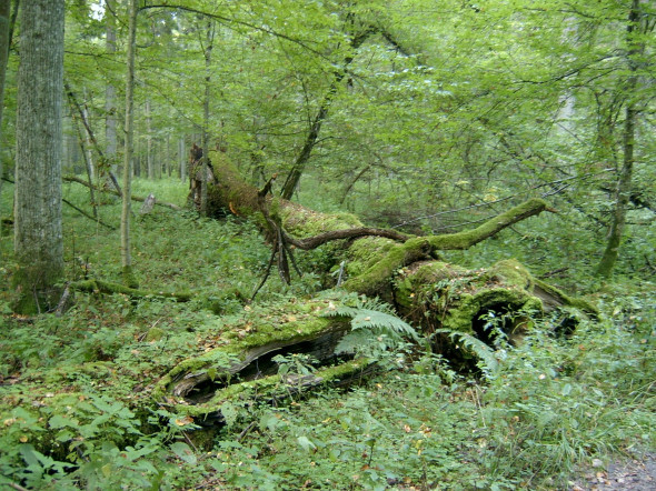 bialowieza