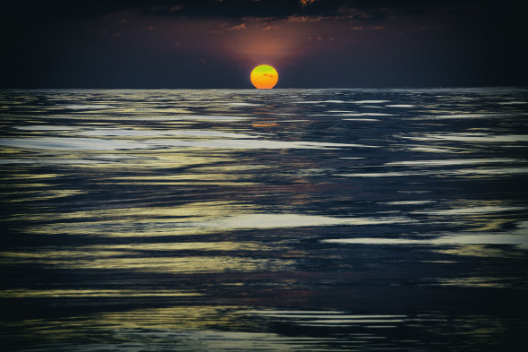 apus mare