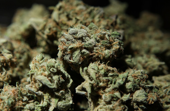 International Cannabis And Hemp Expo Held In San Francisco