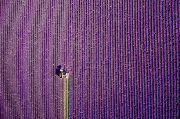lan de lavanda