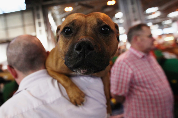 Dogs And Owners Gather For 2012 Crufts Dog Show