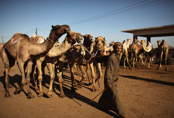 Thousands Of Camels Are Sold At Birqash Camel Market