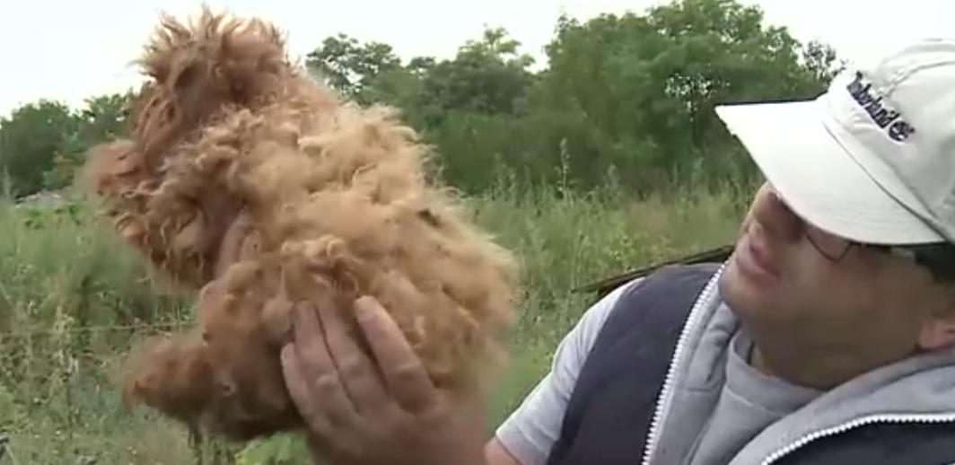 VIDEO. Pisici si caini crescuti in conditii mizere, pentru imperechere. Reactia autoritaţilor