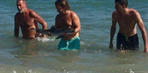 Pui de delfin, ucis de turiştii care voiau sa faca poze cu el