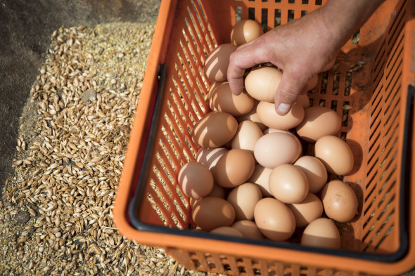 Organic Food Production Reaches Record Level