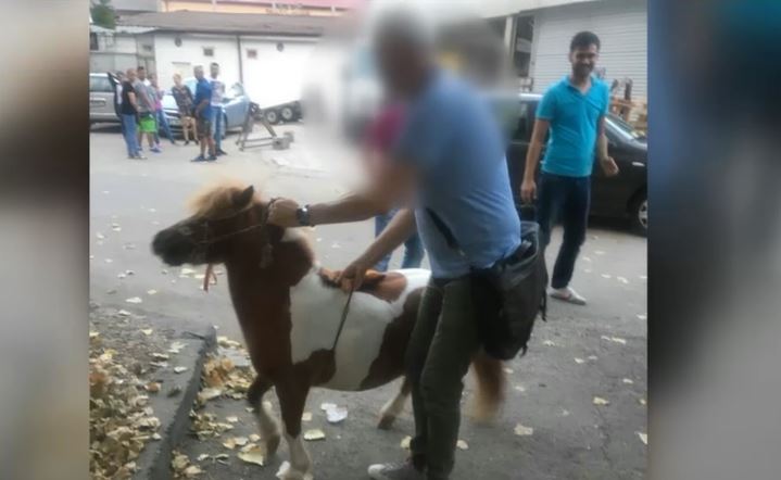 Ponei chinuit pe plaja si salvat de politisti