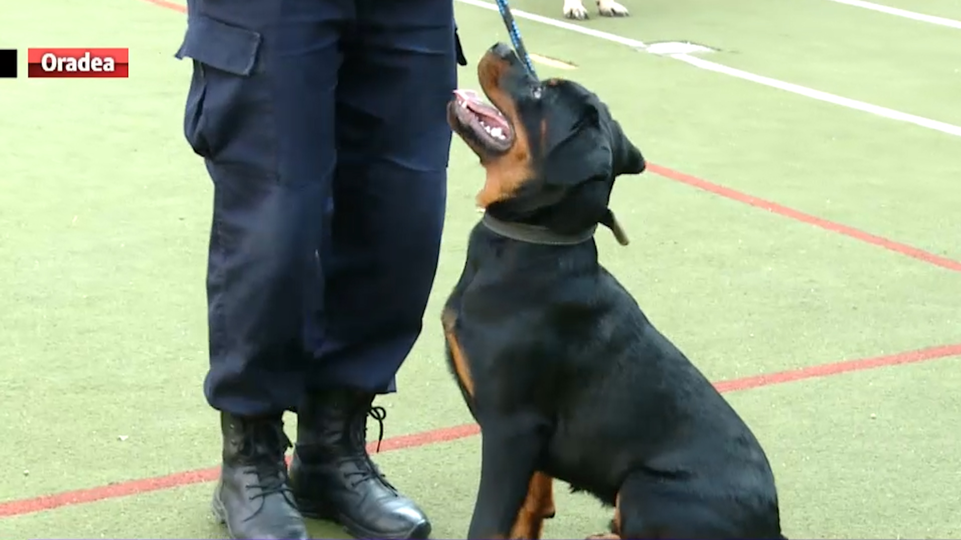 VIDEO. Doi pui de Rottweiler, angajaţi la Jandarmeria Bihor