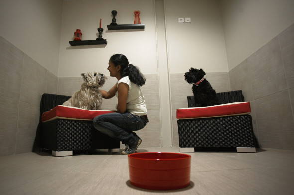 'Actuel Dogs' - Luxury Dogs Hotel Visit