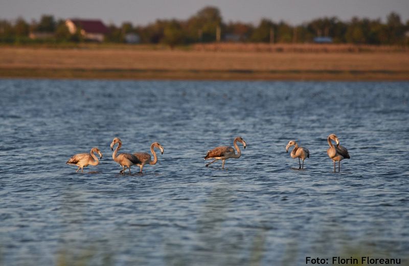 Sase pasari flamingo au fost observate in Ialomita