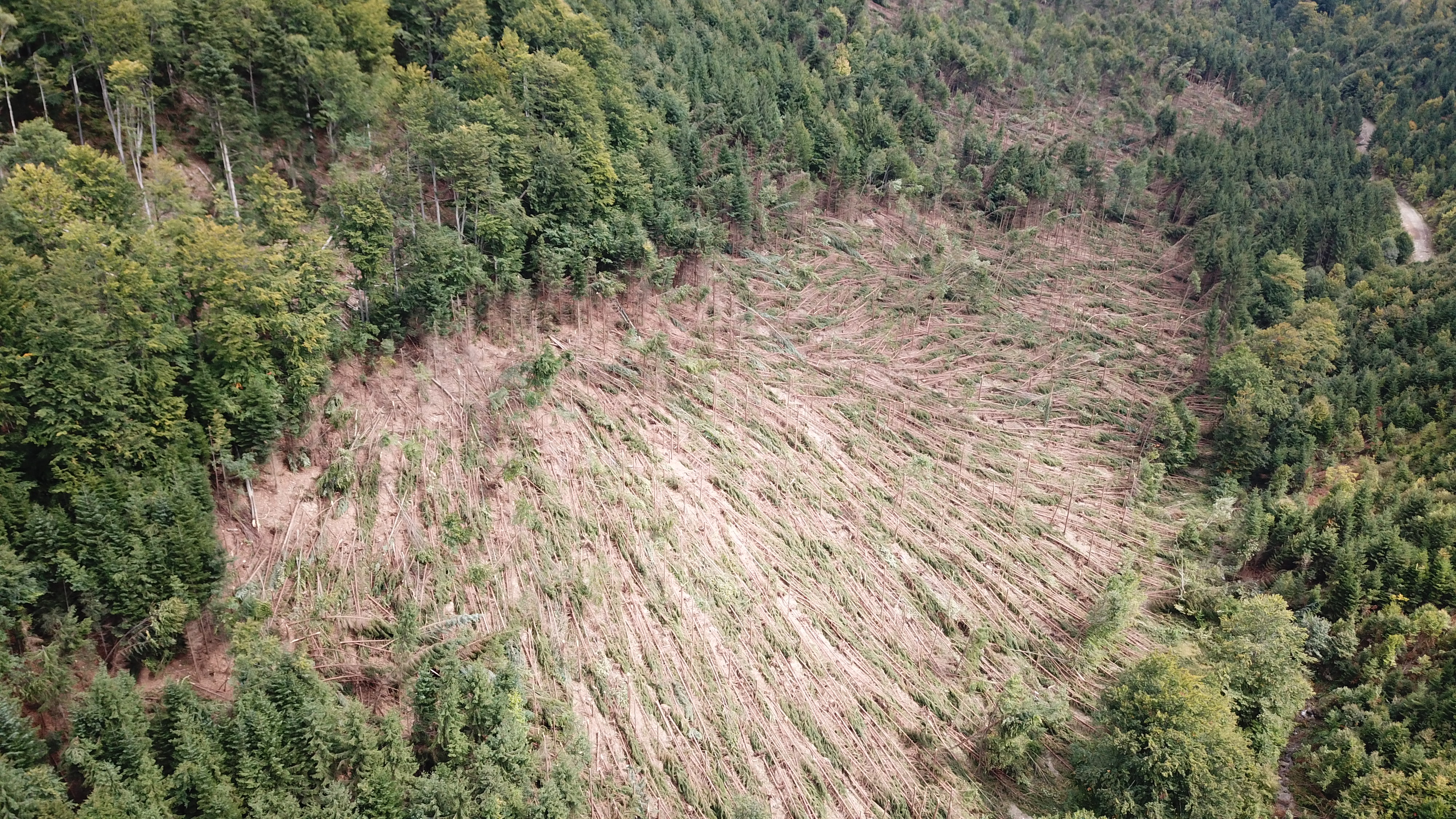 VIDEO DRONA. Imagini apocaliptice in Bihor, dupa furtuna de duminica. Sute de hectare de padure, complet distruse