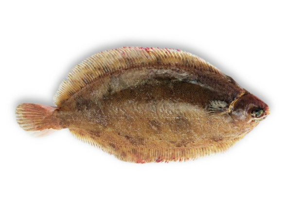 lemon sole (Rotzunge)