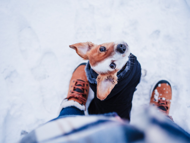 Cum s îți îngrijești animalele de companie pe timp de iarn Sfaturi