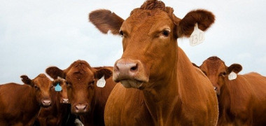 vaca