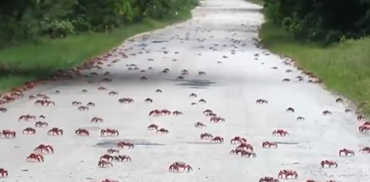 VIDEO. Imagini spectaculoase cu migrația crabilor, în Australia: Autoritățile le-au construit un pod, ca să nu fie călcați de mașini
