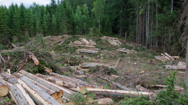 Pădure defrișată și trunchiuri de capaci tăiați