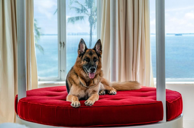 Worlds richest dog - German Shepherd Gunther VI - selling Madonnas former Miami mansion for $31 million (USD)