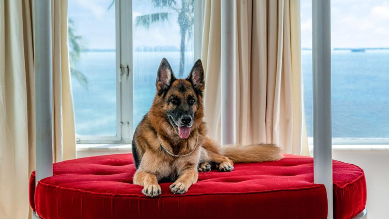 Worlds richest dog - German Shepherd Gunther VI - selling Madonnas former Miami mansion for $31 million (USD)