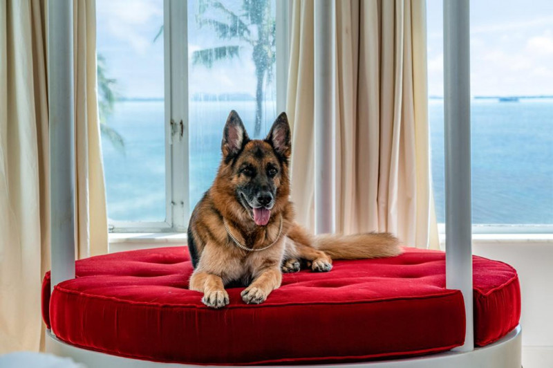 Worlds richest dog - German Shepherd Gunther VI - selling Madonnas former Miami mansion for $31 million (USD)