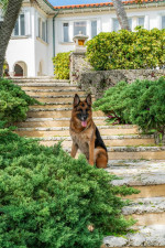 Worlds richest dog - German Shepherd Gunther VI - selling Madonnas former Miami mansion for $31 million (USD)