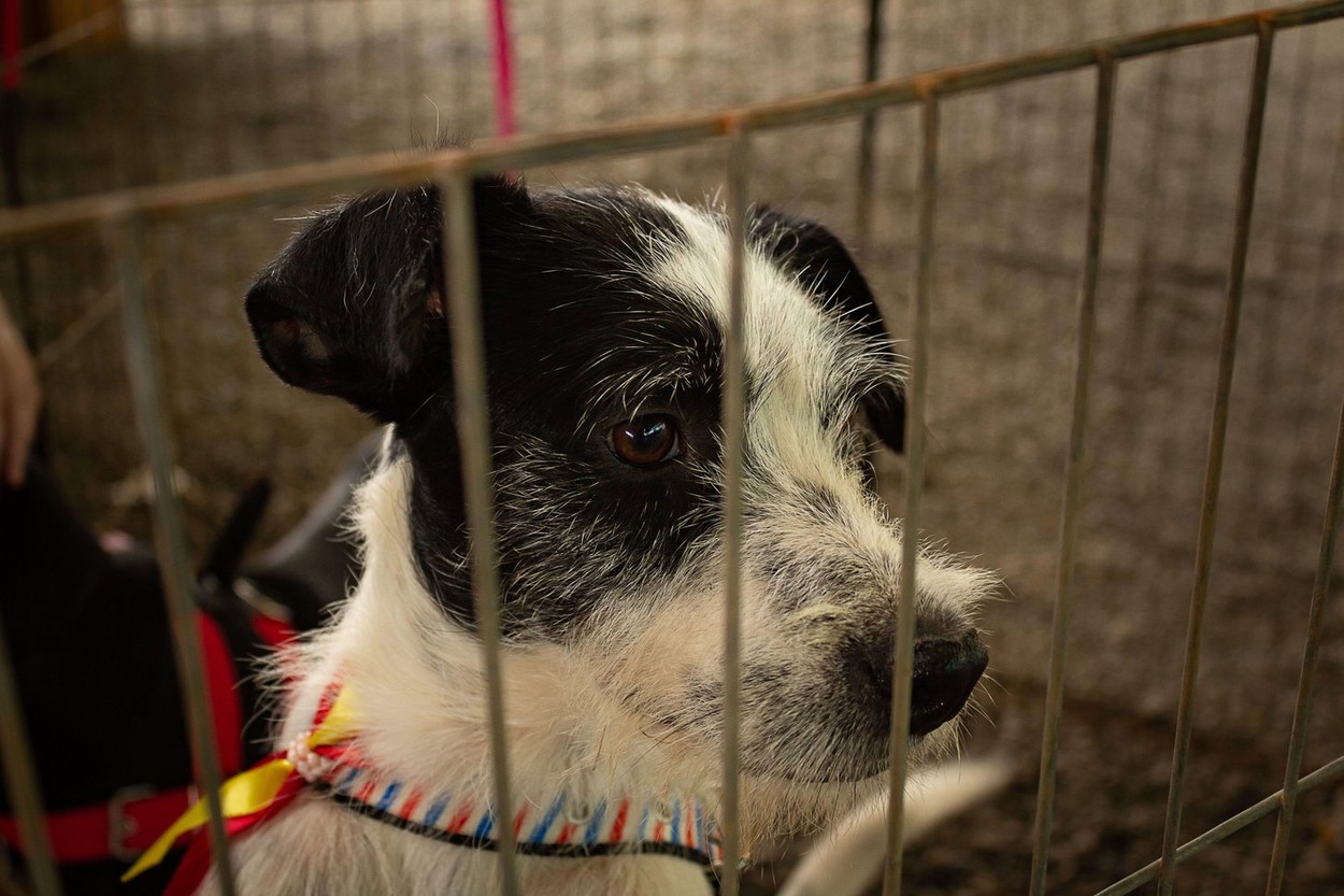 Un nou târg de adopții pentru căței are loc sâmbătă, 9 septembrie, în parcul IOR