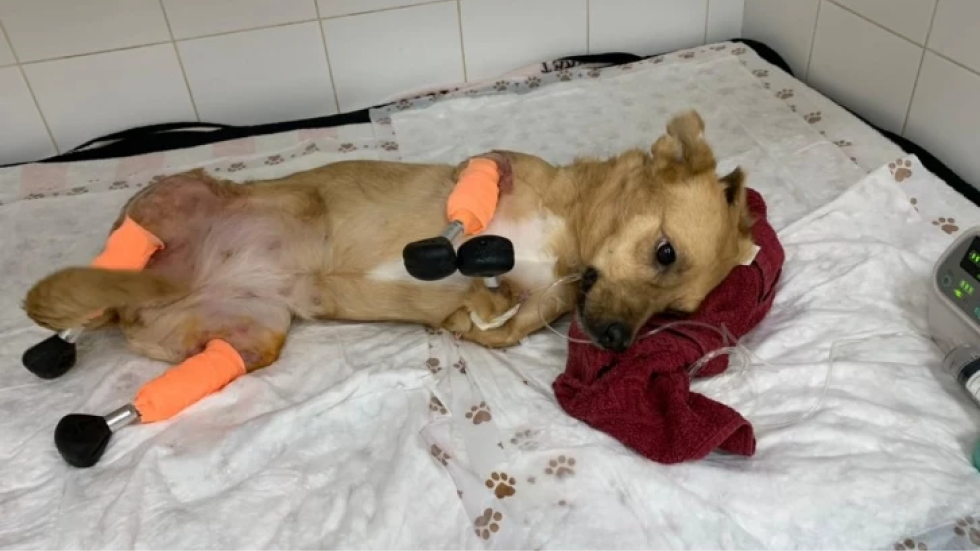 Un medic veterinar a reușit să monteze patru proteze unui câine găsit cu picioarele tăiate