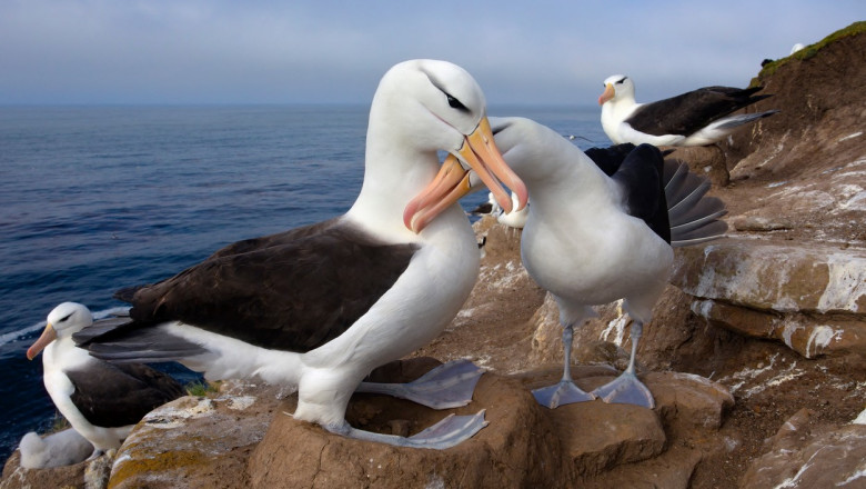 pereche de albatrosi in insulele flakland
