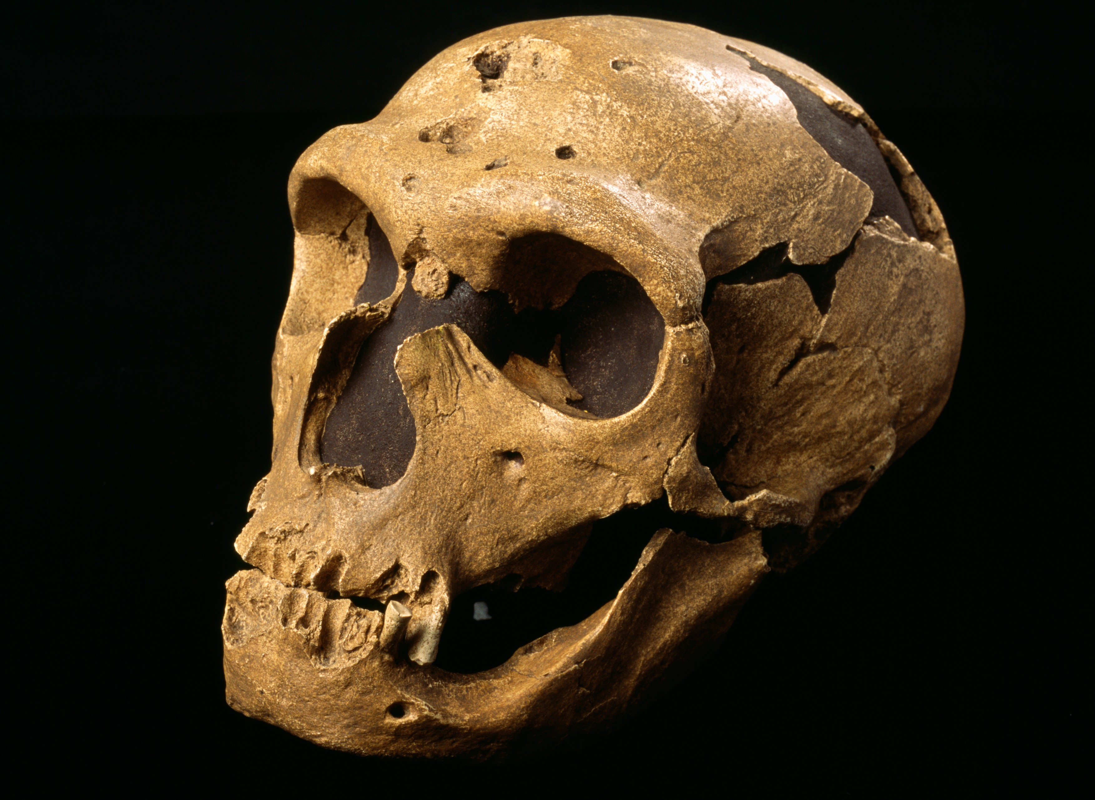 Bacterii necunoscute până acum, descoperite pe dinţii oamenilor de Neanderthal, ar putea fi folosite pentru a dezvolta noi antibiotice