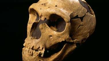 Craniu de om de Neanderthal