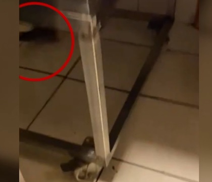 Șobolan filmat într-o patiserie din București. Ce au constatat inspectorii ANPC la fața locului